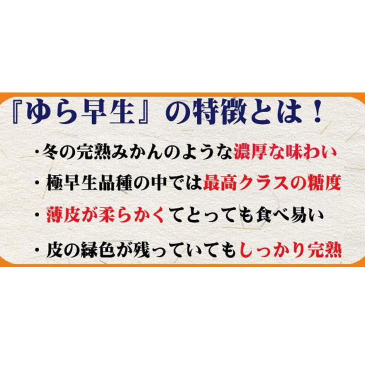 濃厚な味わい ゆら早生みかん約10kg 希少品種《有機質肥料100％》【2024年10月より順次発送】