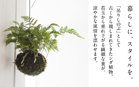 苔玉 吊りシノブ 土植え トキワシノブ 観葉植物 ハンギング