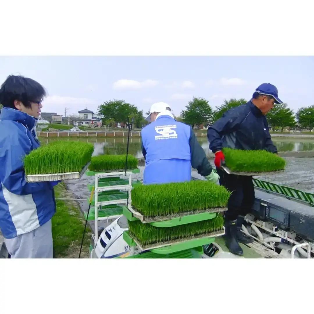 コシヒカリ5kg 無洗米 新潟県認証 特別栽培米 令和7年産 三条市 コシヒカリ