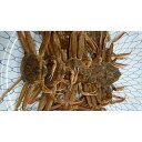 【ふるさと納税】【先行予約】ボイル 親ガニ カニ酢付き （ 5 ～ 6枚 ） | 蟹 魚介類 水産 食品 人気 おすすめ 送料無料