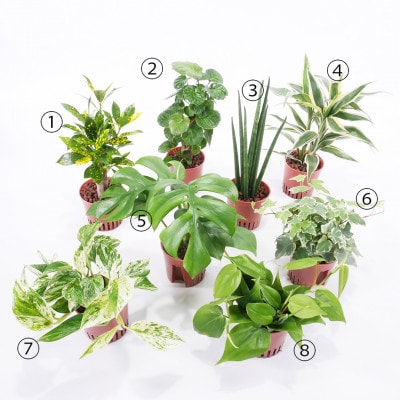 ハイミニビビアースカラー3個セット【オススメの観葉植物でお届け】