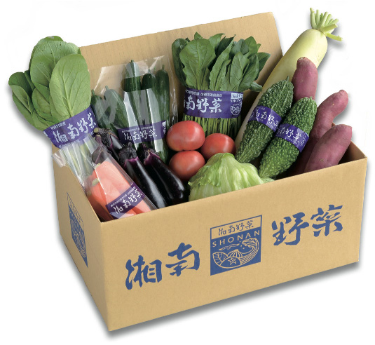 野菜 セット 旬 の 湘南野菜 おまかせ セット 10 ～ 15品 お任せ 詰め合わせ 野菜セット やさい やさいセット yasai きゅうり トマト なす ねぎ さといも 小松菜 白菜 玉ねぎ とま