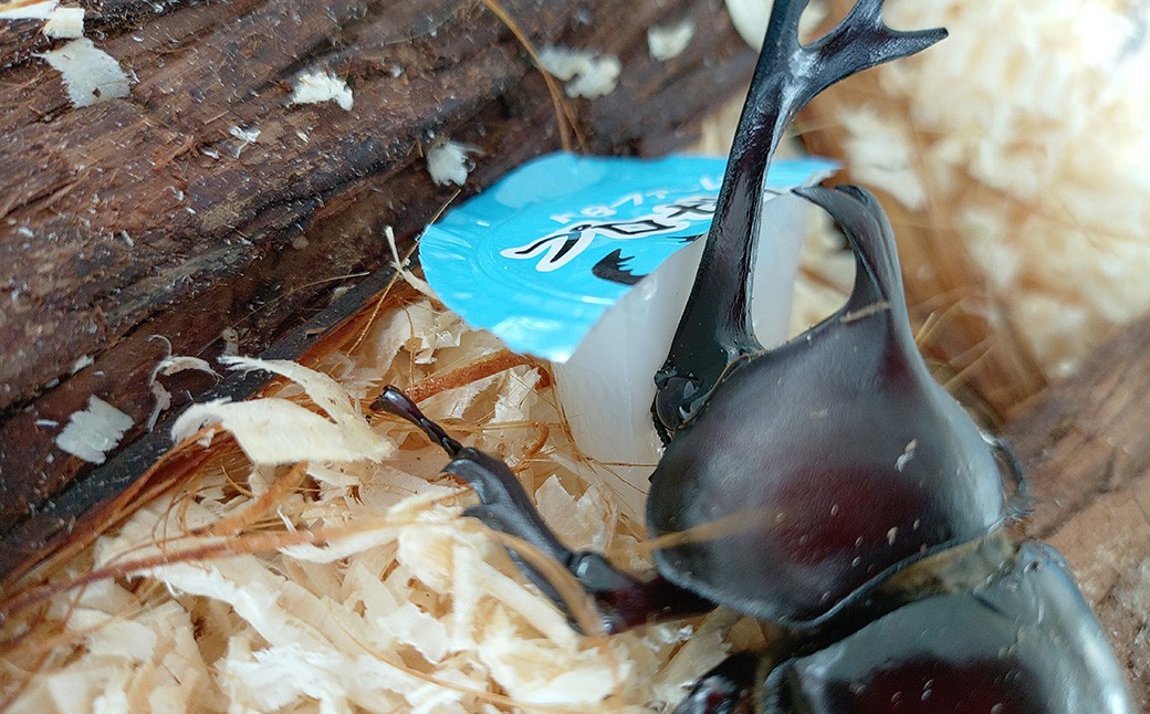 【返礼品なし】 上浮穴高校 魅Can部 （ワイルドライフ部）への応援寄附