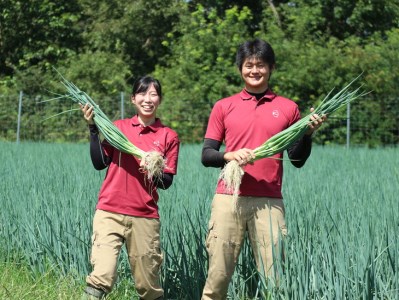 きざみ九条ねぎ1.2kg＜こと京都＞ 九条ねぎ