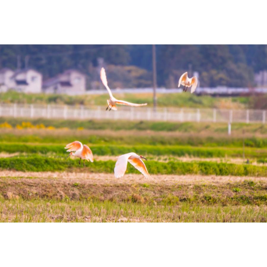＜食の宝島佐渡＞佐渡産 朱鷺と暮らす郷（コシヒカリ) 土屋農園 特別栽培米 白米5kg