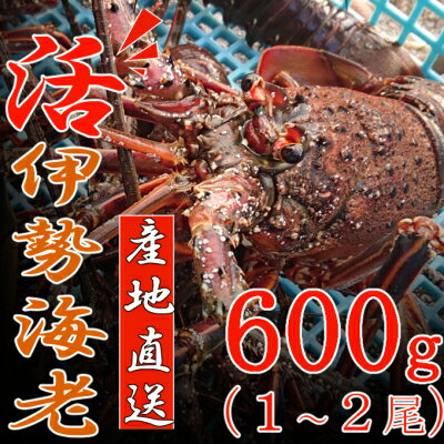 【ふるさと納税】 【捌き方レシピ・軍手付き】 活きイセエビ漁師直送！！600g（1~2尾、1~2人前） お刺身 お鍋 しゃぶしゃぶ 天然 国産 伊勢エビ 魚介 海鮮 惣菜 イセエビ 海老 エビ おせち 送料無料
