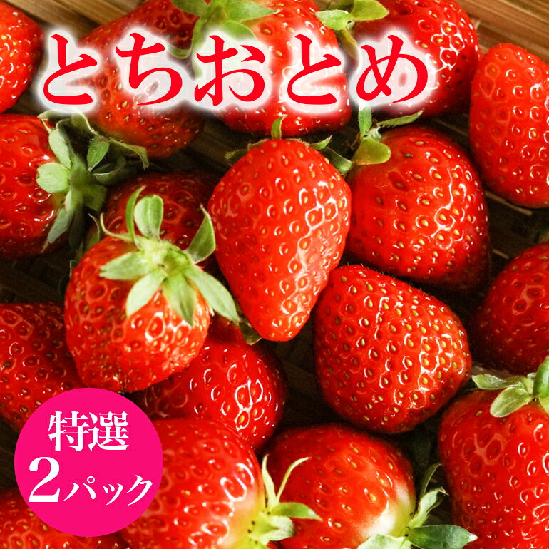 【ふるさと納税】【2026年先行予約】 「朝採り新鮮いちご」 とちおとめ 特選 いちご イチゴ 苺 2p 2パック 国産 果物 フルーツ くだもの 1月 2月 3月 発送 冬 旬 産地直送 農家直送 産直 甘い デザート スイーツ 家庭用 贈答 贈答用 茨城 茨城県 石岡市 送料無料 (A13-001)