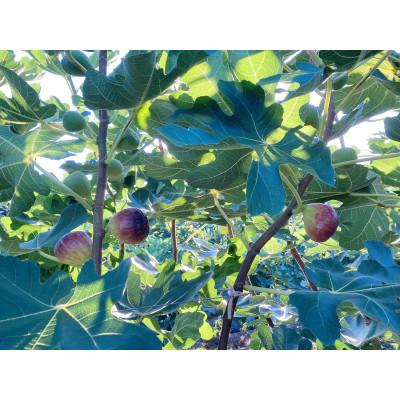 ふるさと納税 紀の川市 【8月上旬以降お届け】朝採りいちじく |  | 02