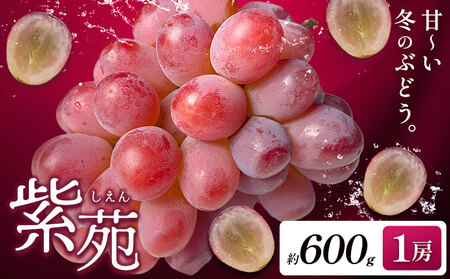 【先行予約】ぶどう紫苑 約600g 1房【配送不可地域あり】 株式会社藍《2026年11月上旬-12月上旬頃出荷》岡山県 浅口市 岡山県産 ぶどう フルーツ 果物 くだもの しえん 赤ぶどう 送料無料