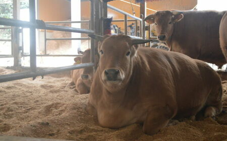土佐あかうし 焼肉用（カタロース）約400g / 贈答用 ジューシーな肩肉 あかうし 土佐 土佐和牛 和牛 牛 肉 お肉 焼肉 冷凍 高知 【高知県食肉センター株式会社】[ATFC031]
