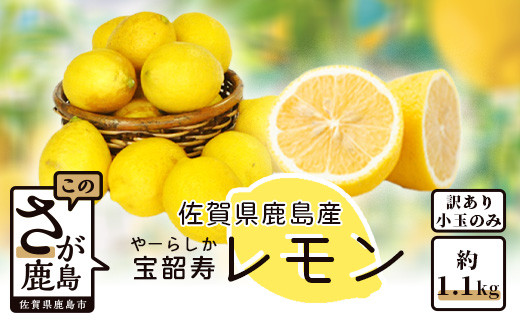【5月中旬より順次発送】＼訳あり＆希少品種！／ 低温蔵出し 宝韶寿レモン 約1.2kg（小玉のみ）｜ノーワックス 国産レモン 皮まで安心 フルーツ 柑橘類 調味用 ドリンク用 お菓子作りにも A-140