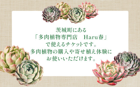 593 Haru春で使える5,000円分チケット（500円×10枚）