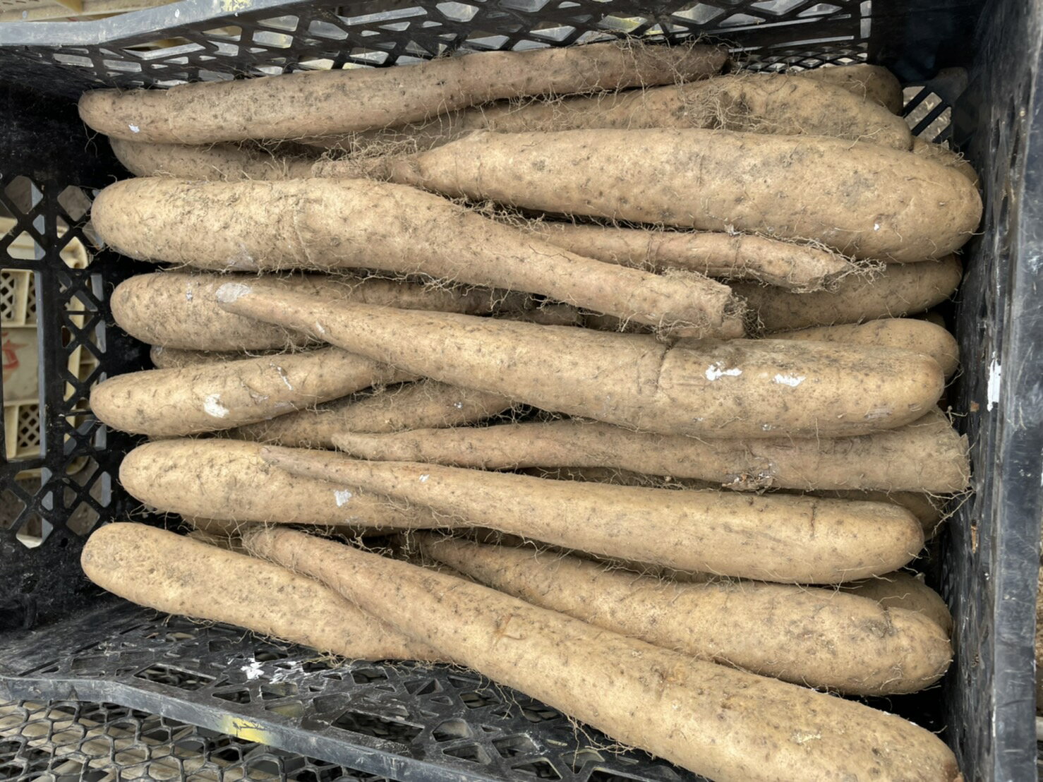 【ふるさと納税】ながいも(秋掘り)　L～3L混合サイズ　10kg