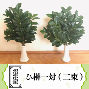 国産 榊 さかき 一対 2束  神棚用 お供え 長持ち 榊