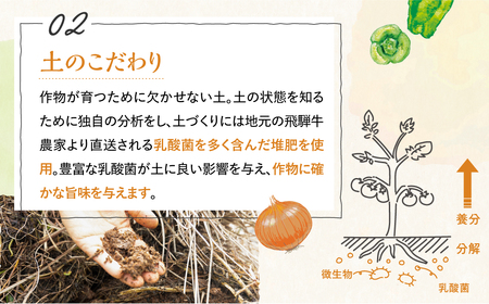 【先行予約】ありがとうファーム野菜セット 6-7品 野菜セット