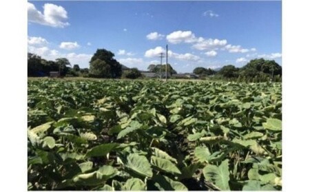 里芋 ねっとりもちもち 小郡産の里芋 白芽大吉 5kg ふくおかエコ農産物認証 ゆうき自然農場 野菜 芋