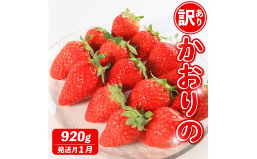 《1月発送》 先行予約 訳あり いちご かおりの 選べる容量 920g 苺 ストロベリー 果物 フルーツ ケーキ ゼリー ジュース アイス シャーベット チョコ フルーツサンド いちご大福 大福 洋菓子 和菓子 スイーツ デザート ジャム 不揃い 規格外 家庭用 甘い 人気 おすすめ お取り寄せ グルメ 徳島県 阿波市 Berry Mate Farm