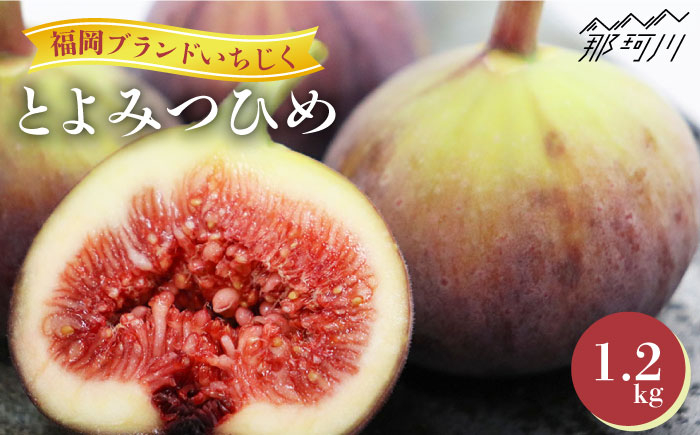 
            【2025年9～10月頃発送】先行予約 福岡県オリジナル品種  とよみつひめ 約1.2kg＜一般社団法人地域商社ふるさぽ＞那珂川市 フルーツ いちじく 無花果 イチジク [GBX026]
          