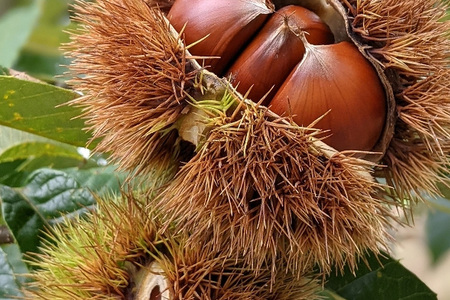 笠間の栗・かねこ農園の焼き栗　200g×5袋