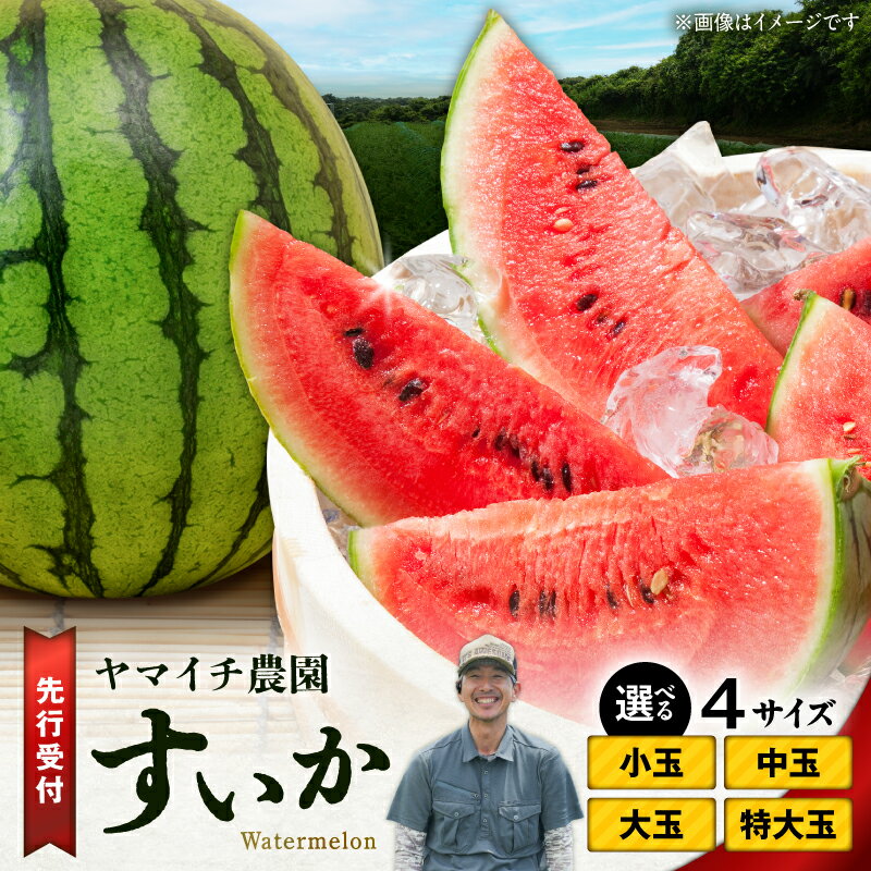 【ふるさと納税】＜選べる＞ 三浦農家直送 スイカ 1個 〜 4個 小玉 〜 特大玉 すいか 西瓜 フルーツ 果物 果実 ジューシー 甘い 夏季 数量 期間 限定 おいしい デザート みずみずしい 国産 旬の果物 贈答 ヤマイチ農園 神奈川 三浦市 おすすめ ランキング プレゼント ギフト