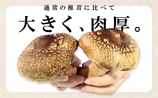 通常の椎茸に比べて大きく、肉厚。
