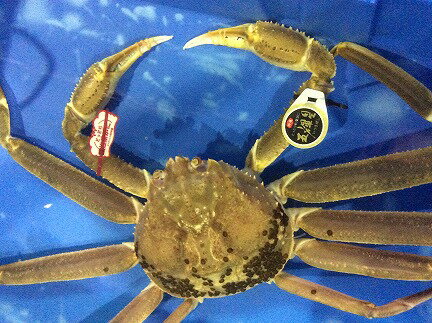 【ふるさと納税】【'26先行予約】五輝星生松葉ガニ（特々大1.2kg）数量限定品 【魚倉】 [172-2] ／ かに　生
