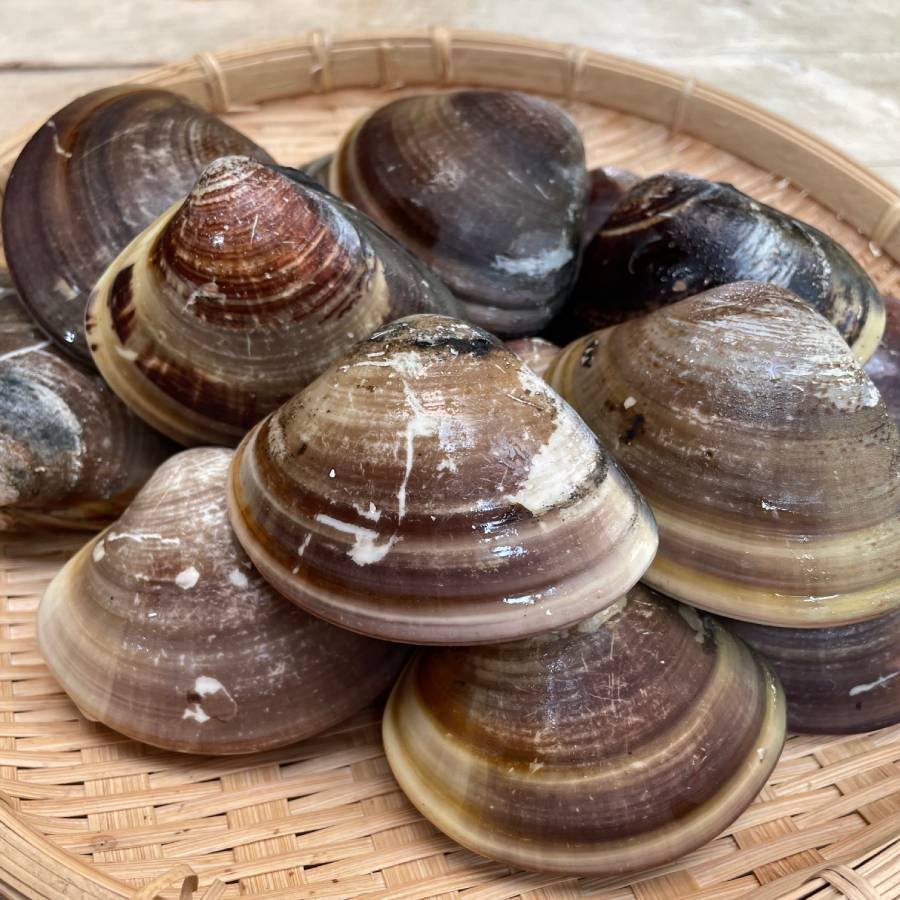 ＜丸元水産＞桑名産「蛤」（中サイズ）500g