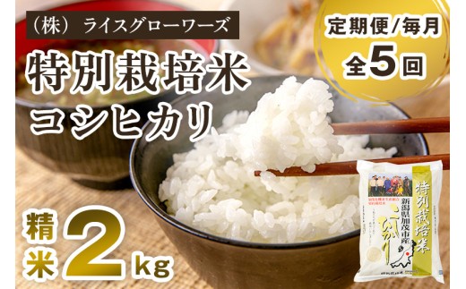 【令和7年産】【定期便5ヶ月毎月お届け】新潟県加茂市産 特別栽培米コシヒカリ 精米2kg 《順次出荷》  従来品種コシヒカリ 新潟県産コシヒカリ 新潟産コシヒカリ 新潟コシヒカリ 新潟県産こしひかり 新潟産こしひかり 新潟こしひかり コシヒカリ こしひかり お米 白米 米 定期便 （株）ライスグローワーズ