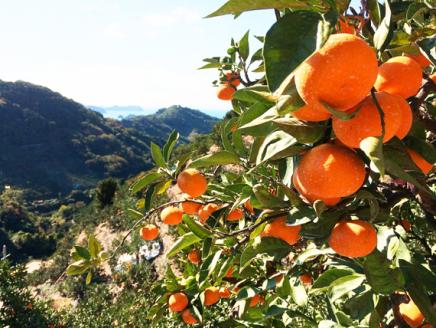 【先行予約受付】高級ブランド田村みかん　10kg　大玉サイズ※2026年11月下旬～2027年1月下旬頃に順次発送予定(お届け日指定不可)【uot716】