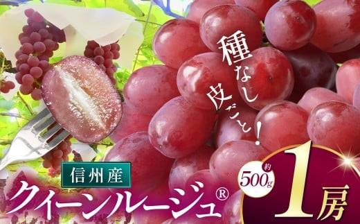 【先行受付】クイーンルージュ ®︎（約500g）｜ふるさと納税 松本市  ぶどう 葡萄 クイーンルージュ® 果物 フルーツ 種無し 新鮮 信州産 先行予約