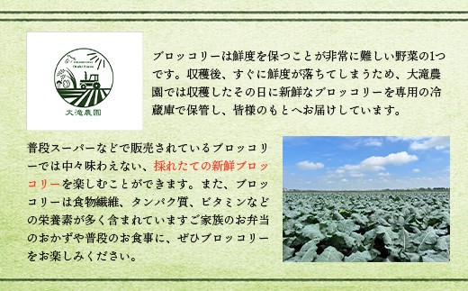 北海道恵庭産採れたてブロッコリー6個