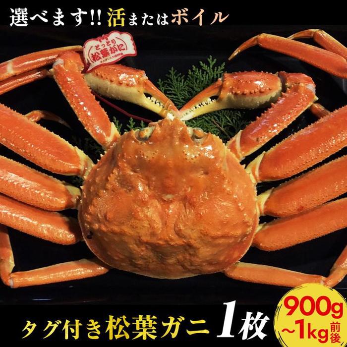 【ふるさと納税】663.【選べます！活またはボイル】タグ付き松葉ガニ　特大1枚（900g～1kg前後）【着日指定不可】※2025年11月上旬～2026年3月下旬頃に順次発送予定《かに カニ 蟹》
