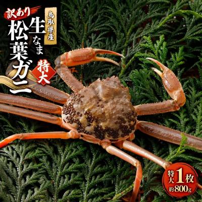 ふるさと納税 境港市 <11月中旬〜2月下旬配送予定>鳥取県産　訳あり生松葉ガニ(特大1枚)