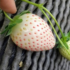 ＜先行予約＞【とちあいか ミルキーベリー】鬼怒川の恵みをたっぷり受けた　栃木県上三川（かみのかわ）町産　紅白イチゴセット【紅白各1パック】いちご イチゴ 苺 白いちご 紅白いちご ※2026年1月中旬