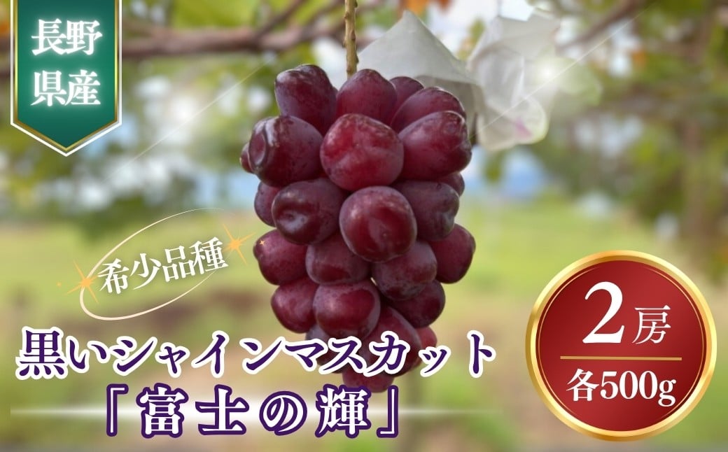 
            黒いシャインマスカット「富士の輝」 約1kg~約1.2kg｜果物 フルーツ 富士の輝き ブラックシャインマスカット 黒ぶどう 種無し 皮ごと 千曲市 長野県産 信州
          