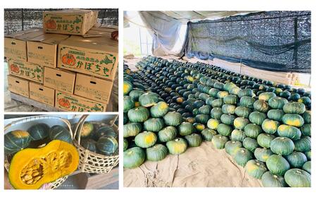 ＜2024年9月初旬よりお届け＞【農園直送】清水農園のかぼちゃ(甘旨）約10kg (4～6玉) 【 ふるさと納税 人気 おすすめ ランキング かぼちゃ カボチャ 南瓜 野菜 甘い ほくほく しっとり北