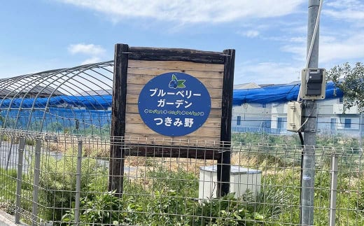 ブルーベリー摘み取り体験 （1kg分） 体験 収穫 チケット ブルーベリー 【5月上旬発送開始予定】