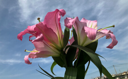 百合 マスター（ピンク）3輪以上　5本