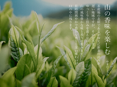 白川茶を3種飲み比べ！ 白川茶 詰め合わせセット お茶 煎茶 緑茶 日本茶 茶葉 贈答 ギフト プレゼント 12000円