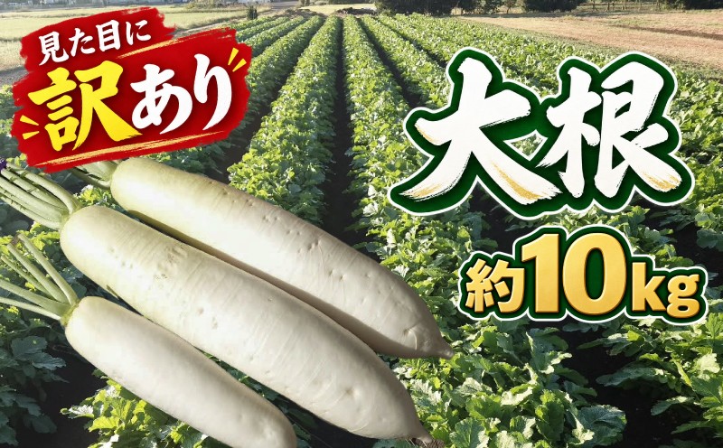 
                  先行受付 訳あり 大根 約 10kg だいこん 野菜 やさい おでん サラダ ダイコン 箱買い 農家直送 漬物 浅漬 大根サラダ 生野菜 大根おろし 味噌汁 大根餅 煮物 大根ステーキ たくあん ふろふき大根 ぶり大根 豚バラ大根 和食 大根料理 冬 鍋 SEIDA FARM 神奈川 海老名
                