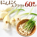 【ふるさと納税】 にんにくスプラウト(60個人り)　にんにく ニンニク スプラウト すぷらうと 天麩羅 てんぷら 楽天 寄付 返礼品 お歳暮 ギフト プレゼント お祝い 贈り物 ふるさと納税 滋賀県 東近江 近江A04　グリーンラボ近江