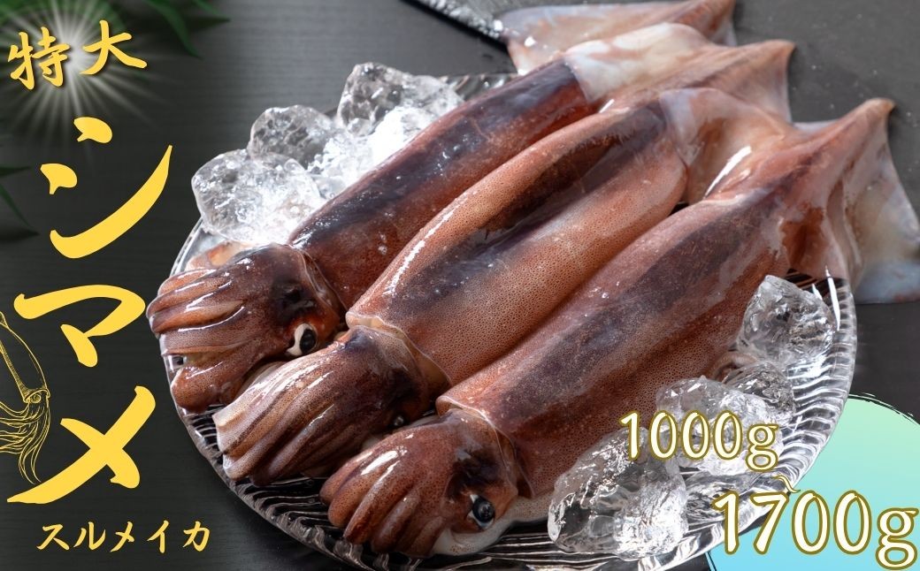 
                  【朝どれシマメ 特大サイズ】 1kg以上 いか イカ スルメイカ 朝どれ寒シマメ 御歳暮 ギフト
                