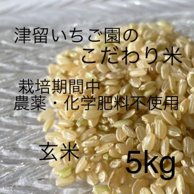 津留いちご園のこだわり米　栽培期間中　農薬・化学肥料不使用(ヒノヒカリ 玄米 5kg)【1461321】