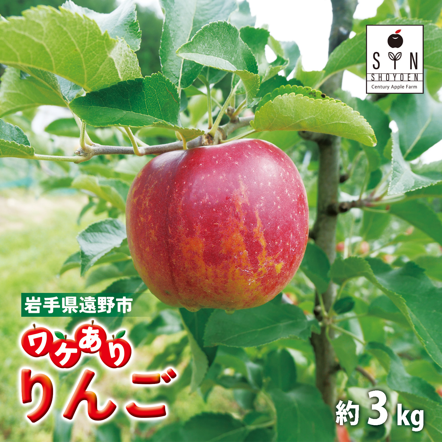 訳あり りんご 約 3kg  松陽園 / 岩手県 遠野市 産 農家直送 産地直送