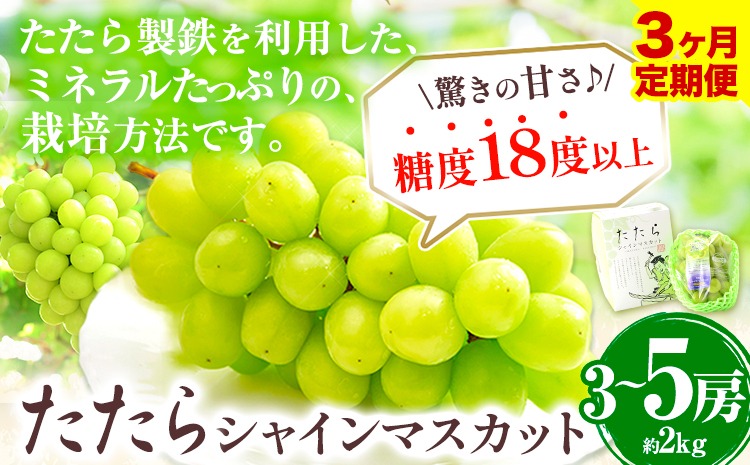 【令和7年度産先行予約】 【3回定期便】マスカット シャインマスカット 約2kg(3~5房)《8月下旬-10月下旬頃出荷》たたらみねらる ギフト 糖度18度以上 フルーツ 種無し ぶどう 葡 Y&G．ディストリビューター 岡山県 笠岡市 定期便---Y-05---
