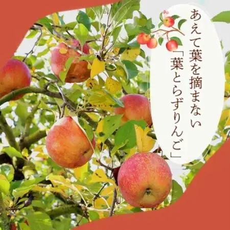 【濃厚な甘みとしっかり食感】サンふじ 5kg 1セット【1779795】