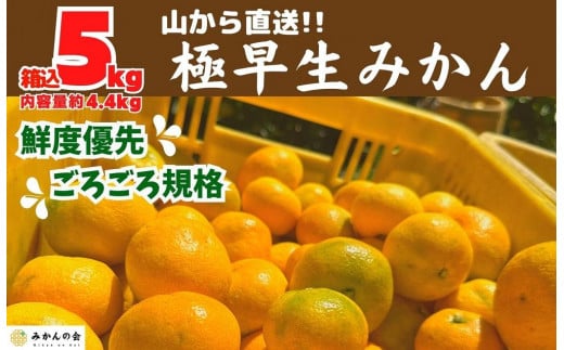 
            みかん 極早生 山から直送 箱込 5kg (内容量約 4.4kg) 採れたてそのままごろごろ規格 有田みかん 和歌山県産 【みかんの会】
          