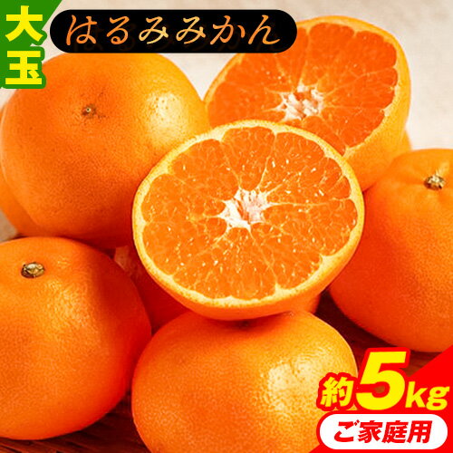 【ふるさと納税】【2026年分先行予約】【大玉】ご家庭用 和歌山産はるみ約5kg【2L~5L サイズお任せ】《2026年3月上旬-4月上旬頃より出荷予定》 紀の川市厳選館 和歌山県 紀の川市 フルーツ 果物 はるみ みかん