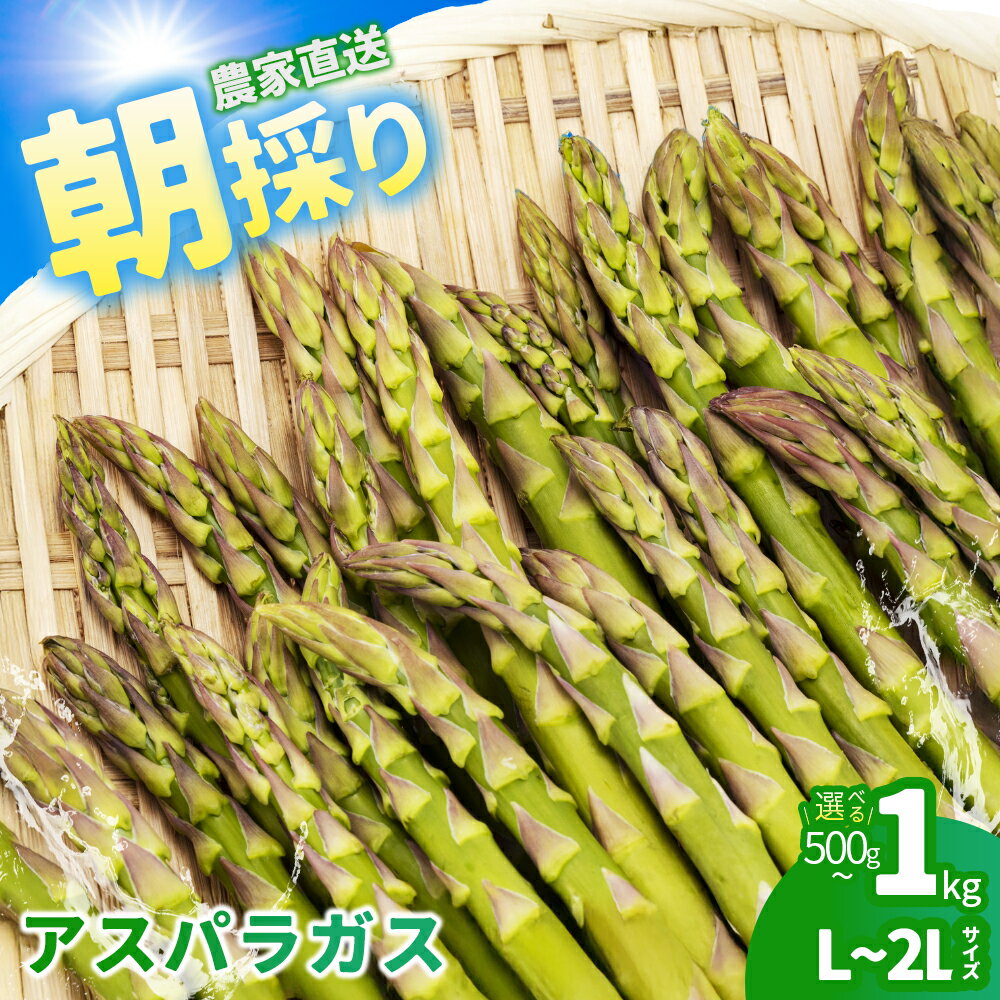 【ふるさと納税】【選べる内容量！】会津産アスパラガス　L〜2Lサイズ　500~1000g 野菜 やさい アスパラ アスパラガス 福島県 喜多方市　【07208-0837_0838】