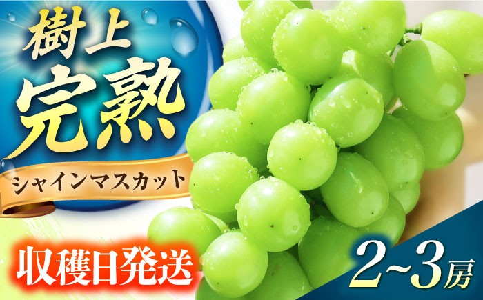 
                  シャインマスカット【2026年9月～10月頃発送】シャインマスカット 1.2kg前後（2～3房）長与町/果豊園 [ECL005] しゃいんますかっと シャインマスカット 先行予約 大粒 果物 くだもの フルーツ
                